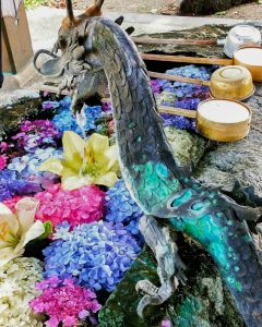 若江神社、手水舎、あじさい、５月夏の花、岐阜県岐阜市の観光・撮影スポットの名所
