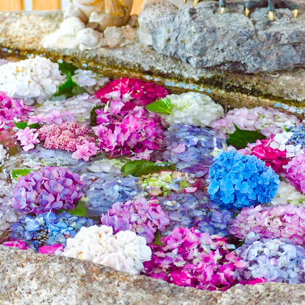 別小江神社、あじさい、6月夏の花、名古屋市北区の観光・撮影スポットの画像と写真