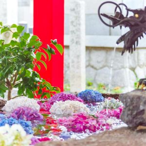 別小江神社、あじさい、6月夏の花、名古屋市北区の観光・撮影スポットの画像と写真