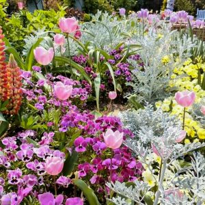 フローラルガーデンよさみ、4月の春の花、愛知県刈谷市の観光・撮影スポットの画像と写真