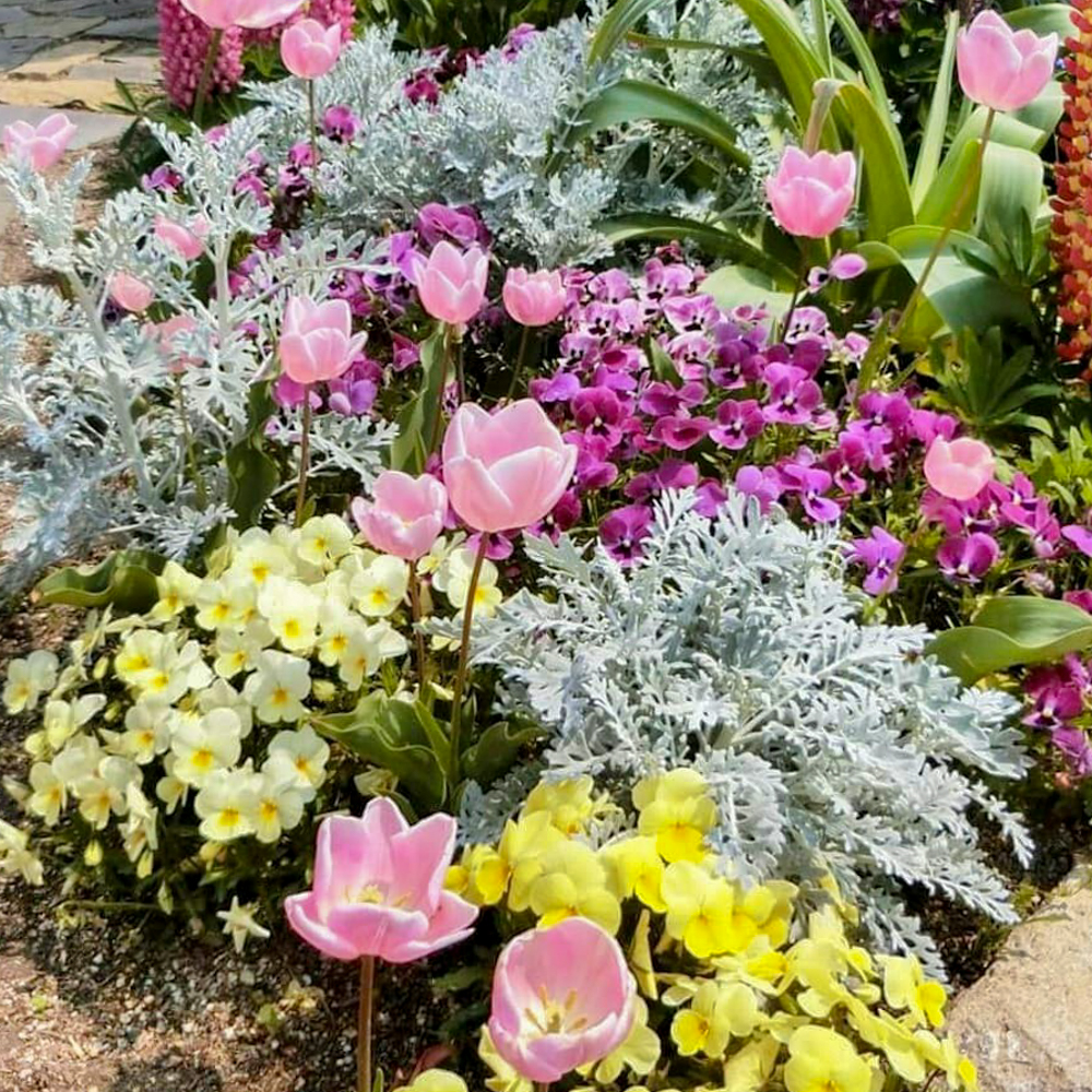 フローラルガーデンよさみ、4月の春の花、愛知県刈谷市の観光・撮影スポットの画像と写真