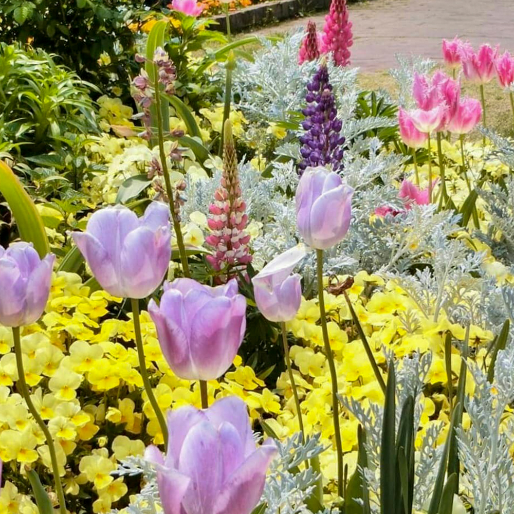 フローラルガーデンよさみ、4月の春の花、愛知県刈谷市の観光・撮影スポットの画像と写真