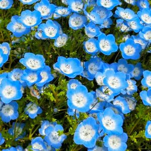 フローラルガーデンよさみ、4月の春の花、愛知県刈谷市の観光・撮影スポットの画像と写真