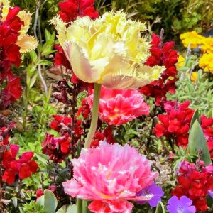 フローラルガーデンよさみ、4月の春の花、愛知県刈谷市の観光・撮影スポットの画像と写真
