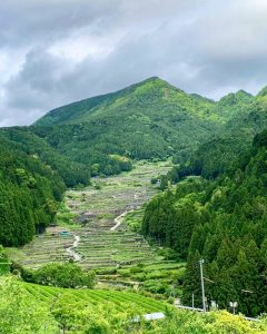 四谷千枚田、５月水張り、夏、愛知県新城市の観光・撮影スポットの画像と写真