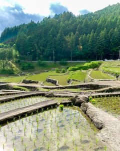 四谷千枚田、５月水張り、夏、愛知県新城市の観光・撮影スポットの画像と写真
