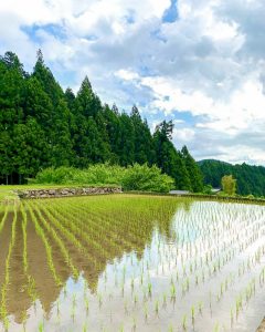四谷千枚田、５月水張り、夏、愛知県新城市の観光・撮影スポットの画像と写真