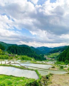 四谷千枚田、５月水張り、夏、愛知県新城市の観光・撮影スポットの画像と写真