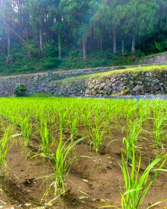 四谷千枚田、５月水張り、夏、愛知県新城市の観光・撮影スポットの画像と写真