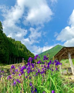 四谷千枚田、５月水張り、夏、愛知県新城市の観光・撮影スポットの画像と写真