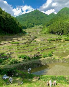 四谷千枚田、５月水張り、夏、愛知県新城市の観光・撮影スポットの画像と写真
