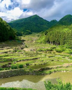 四谷千枚田、５月水張り、夏、愛知県新城市の観光・撮影スポットの画像と写真