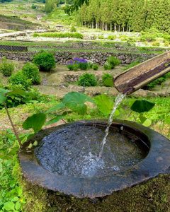 四谷千枚田、５月水張り、夏、愛知県新城市の観光・撮影スポットの画像と写真