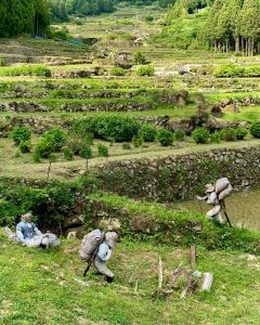 四谷千枚田、５月水張り、夏、愛知県新城市の観光・撮影スポットの画像と写真