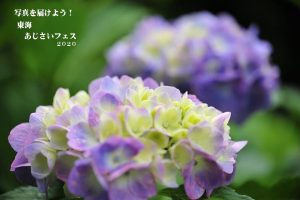 東海あじさいフェス2020