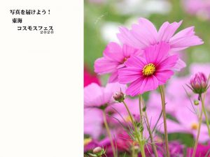 東海コスモスフェス2020