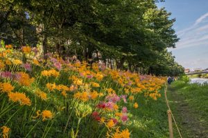 稗田川、リコリス、彼岸花、9月の秋の花、愛知県高浜市の観光・撮影スポットの画像と写真
