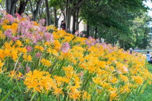 稗田川、リコリス、彼岸花、9月の秋の花、愛知県高浜市の観光・撮影スポットの画像と写真