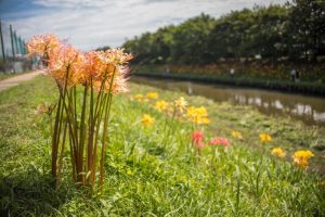 稗田川、リコリス、彼岸花、9月の秋の花、愛知県高浜市の観光・撮影スポットの画像と写真