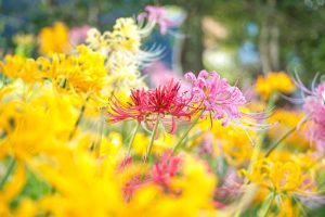 稗田川、リコリス、彼岸花、9月の秋の花、愛知県高浜市の観光・撮影スポットの画像と写真