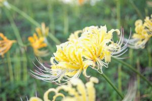 稗田川、リコリス、彼岸花、9月の秋の花、愛知県高浜市の観光・撮影スポットの画像と写真