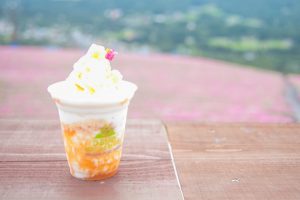 ひるがのピクニック、桃色吐息（ペチュニア）、8月夏、岐阜県郡上市の観光・撮影スポットの画像と写真
