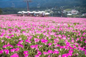 ひるがのピクニック、桃色吐息（ペチュニア）、8月夏、岐阜県郡上市の観光・撮影スポットの画像と写真