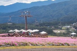 ひるがのピクニック、桃色吐息（ペチュニア）、8月夏、岐阜県郡上市の観光・撮影スポットの画像と写真