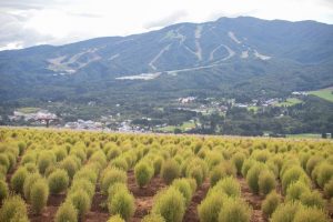 ひるがのピクニック、コキア、8月夏、岐阜県郡上市の観光・撮影スポットの画像と写真