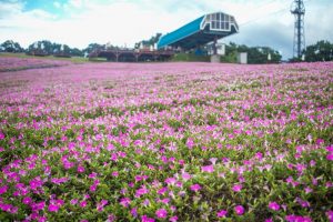 ひるがのピクニック、桃色吐息（ペチュニア）、8月夏、岐阜県郡上市の観光・撮影スポットの画像と写真