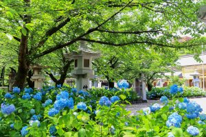 愛知県護国神社、あじさい、6月夏の花、名古屋市中区の観光・撮影スポットの画像と写真