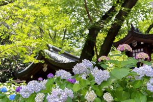 愛知県護国神社、あじさい、6月夏の花、名古屋市中区の観光・撮影スポットの画像と写真