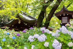 愛知県護国神社、あじさい、6月夏の花、名古屋市中区の観光・撮影スポットの画像と写真