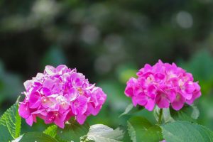 愛知県護国神社、あじさい、6月夏の花、名古屋市中区の観光・撮影スポットの画像と写真
