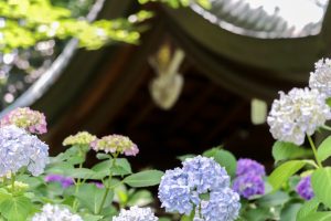 愛知県護国神社、あじさい、6月夏の花、名古屋市中区の観光・撮影スポットの画像と写真