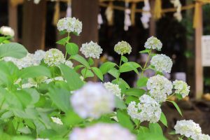 愛知県護国神社、あじさい、6月夏の花、名古屋市中区の観光・撮影スポットの画像と写真