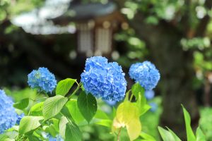 愛知県護国神社、あじさい、6月夏の花、名古屋市中区の観光・撮影スポットの画像と写真