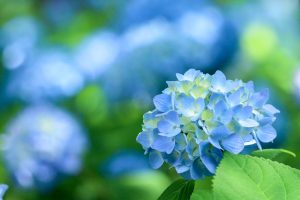 愛知県護国神社、あじさい、6月夏の花、名古屋市中区の観光・撮影スポットの画像と写真