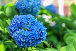 愛知県護国神社、あじさい、6月夏の花、名古屋市中区の観光・撮影スポットの画像と写真