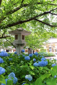 愛知県護国神社、あじさい、6月夏の花、名古屋市中区の観光・撮影スポットの画像と写真