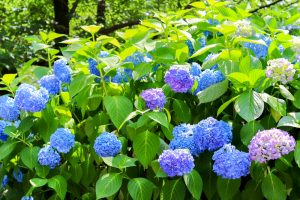 愛知県護国神社、あじさい、6月夏の花、名古屋市中区の観光・撮影スポットの画像と写真愛知県護国神社、あじさい、6月夏の花、名古屋市中区の観光・撮影スポットの画像と写真