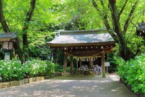 愛知県護国神社、あじさい、6月夏の花、名古屋市中区の観光・撮影スポットの画像と写真