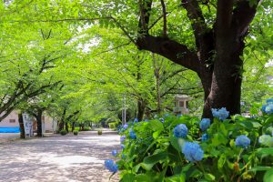 愛知県護国神社、あじさい、6月夏の花、名古屋市中区の観光・撮影スポットの画像と写真