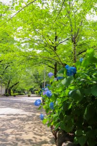 愛知県護国神社、あじさい、6月夏の花、名古屋市中区の観光・撮影スポットの画像と写真