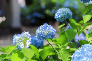 愛知県護国神社、あじさい、6月夏の花、名古屋市中区の観光・撮影スポットの画像と写真
