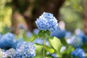 愛知県護国神社、あじさい、6月夏の花、名古屋市中区の観光・撮影スポットの画像と写真
