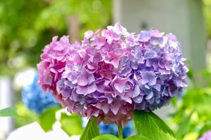 愛知県護国神社、あじさい、6月夏の花、名古屋市中区の観光・撮影スポットの画像と写真