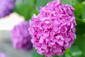 愛知県護国神社、あじさい、6月夏の花、名古屋市中区の観光・撮影スポットの画像と写真