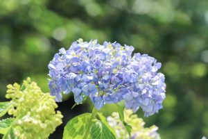 愛知県護国神社、あじさい、6月夏の花、名古屋市中区の観光・撮影スポットの画像と写真