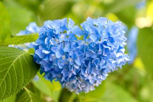 愛知県護国神社、あじさい、6月夏の花、名古屋市中区の観光・撮影スポットの画像と写真
